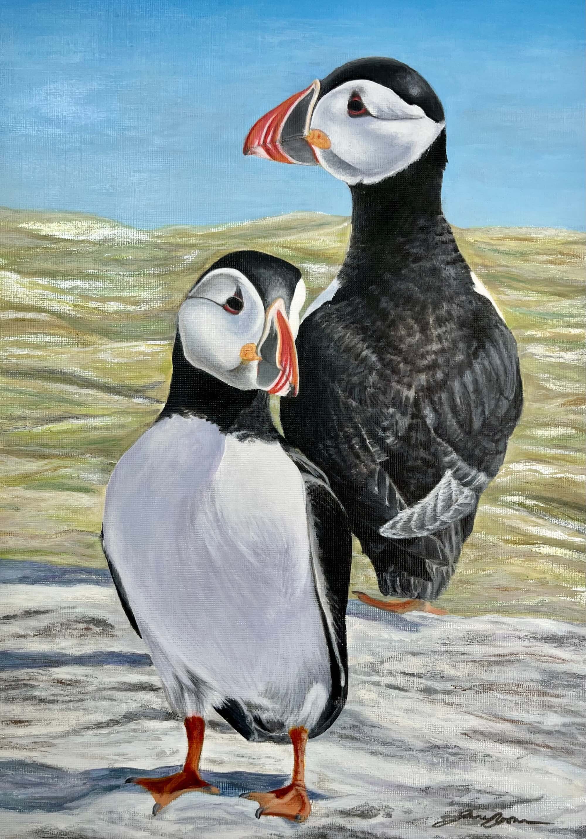 Puffins On The Farne Islands July 23