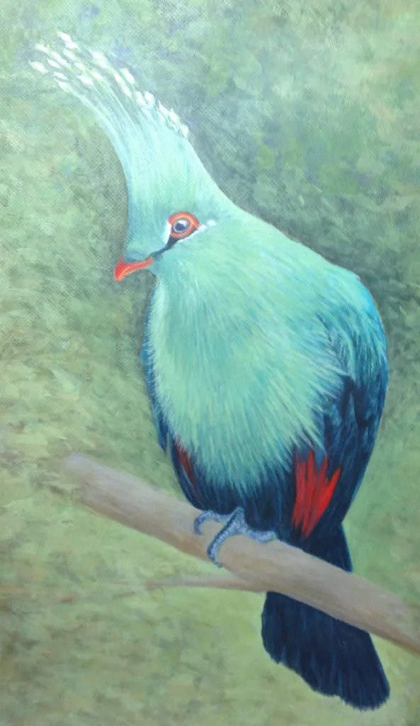 Livingstone Turaco