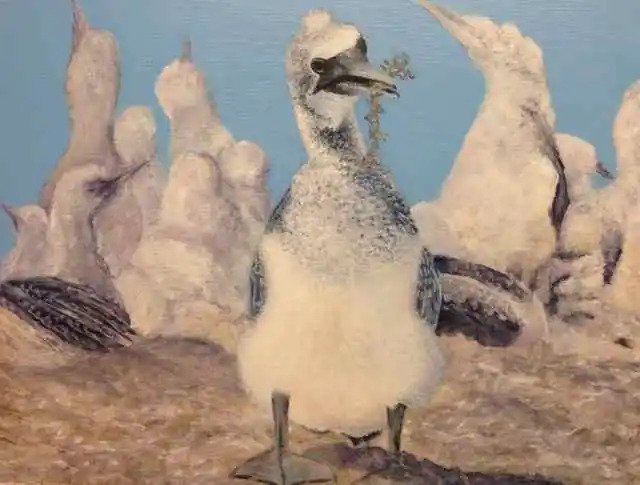 Gannet Chick