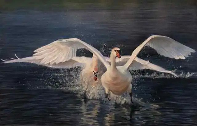 Swan Drama